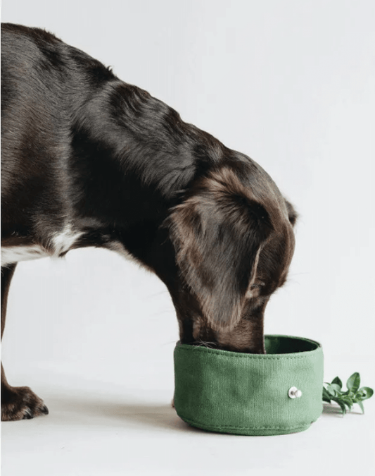 🐾 Bol Pliable en Toile – Hydratez Votre Chien Partout 🌍